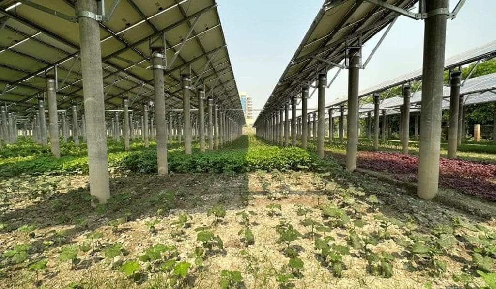 Agrivoltaic Practice in Sirajganj Solar Park